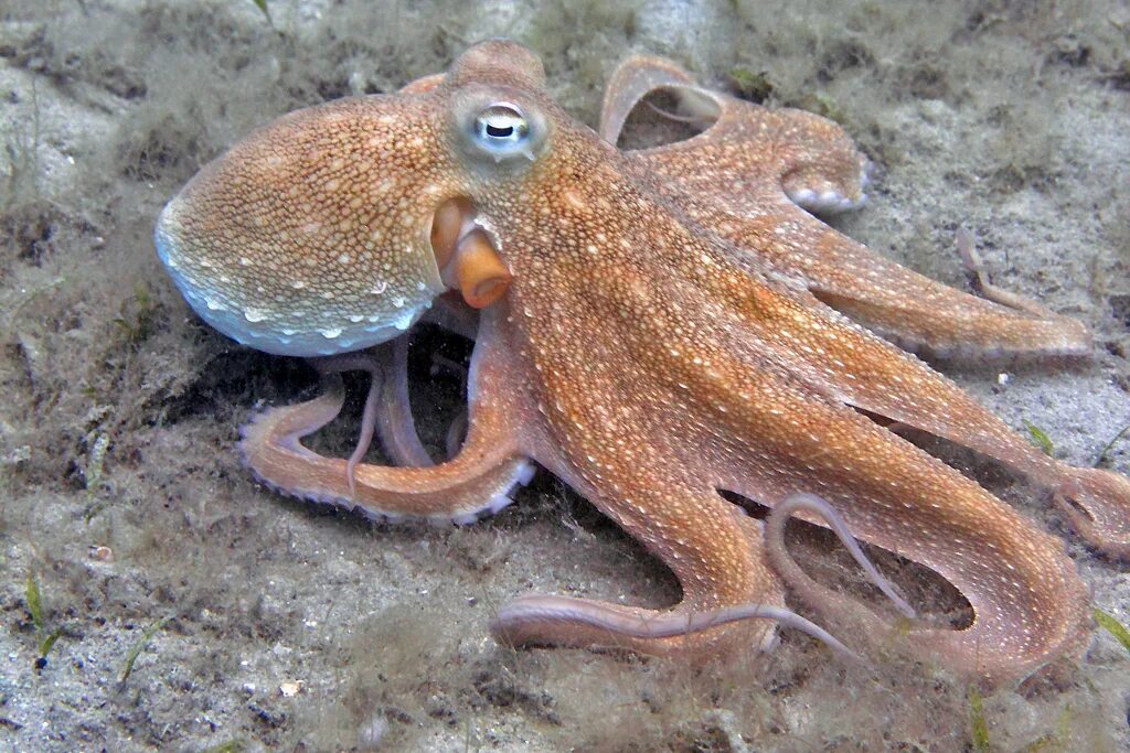 Осьминог это животное или нет. Осьминог Octopus vulgaris. Карликовый осьминог. Октопус Макропус. Amphioctopus marginatus.