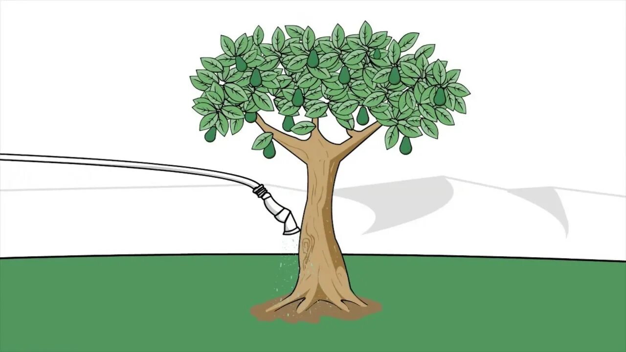 How to be a tree. Авокадо дерево рисунок. дерево авокадо раскраска. картинка дерево авокадо рисунок. how to plant a tree pictures.
