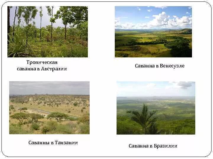 Тропическая Саванна в Австралии. Зона саванн характеристика. Саванны и редколесья на карте. Характеристика саванны Австралии. В какой из указанных природных зон саванны