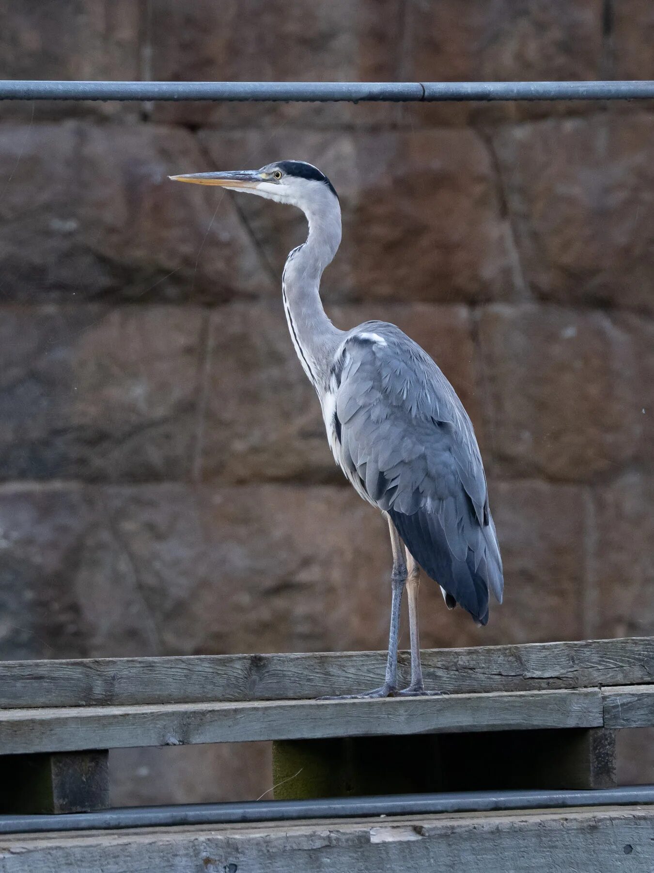 серая цапля дальневосточная. серая цапля в россии. серая цапля в оренбургской области. серая цапля чувашия. птица ardea cinerea.