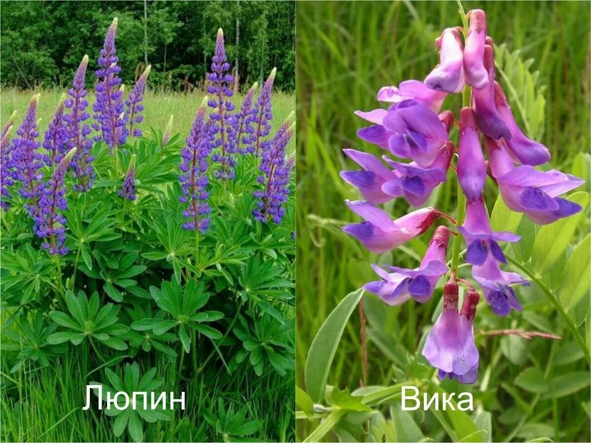 Сидерат вико овсяная смесь. Вика яровая сидерат. Вика яровая растение. Вика яровая растение. Вика яровая семена.