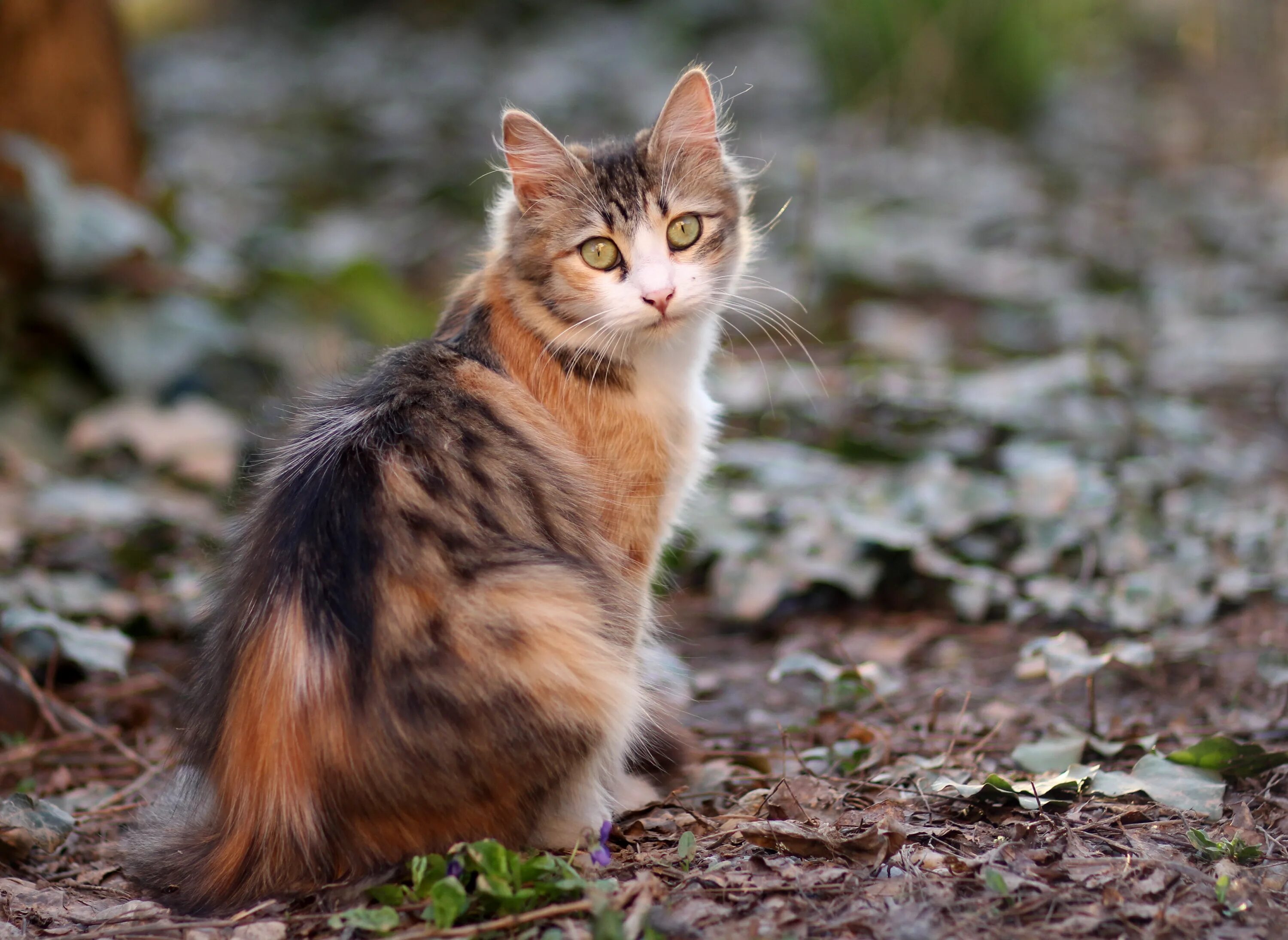 Черепаховая кошка серо-рыжая. Пестрая кошка. Рыже серая кошка. Серо рыжая кошка. Серо рыжий окрас кошки