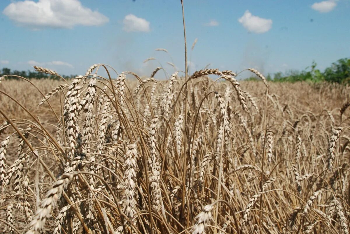 Белояровая пшеница что это. Белояровая пшеница что это. Crop variety trials. Зеленое поле пшеницы. Цветовая палитра пшеница.
