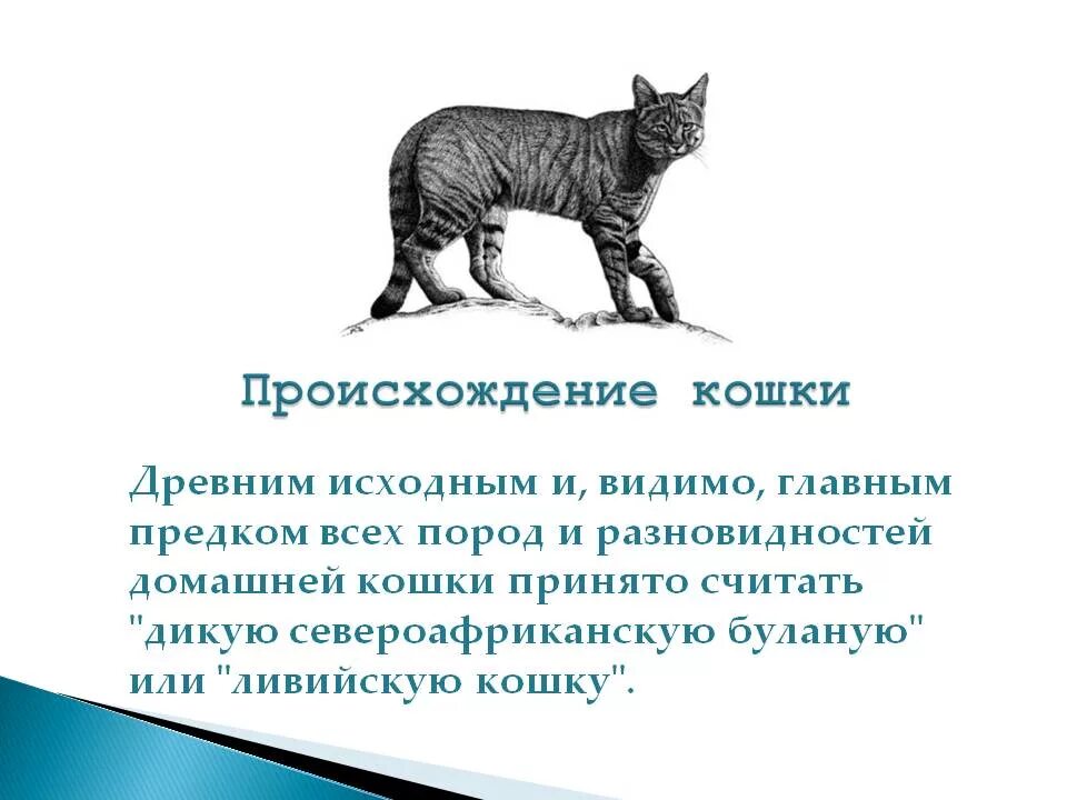 История 1 кошки. Происхождение кошек. Происхождение домашней кошки. Кошки произошли от. Историческое происхождение кошки.