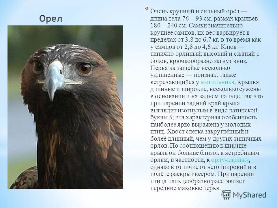 Животные красной книги Кубани. Сообщение о животных Краснодарского края. Краснокнижные животные Краснодарского края. Животные красной книги Краснодарского края.