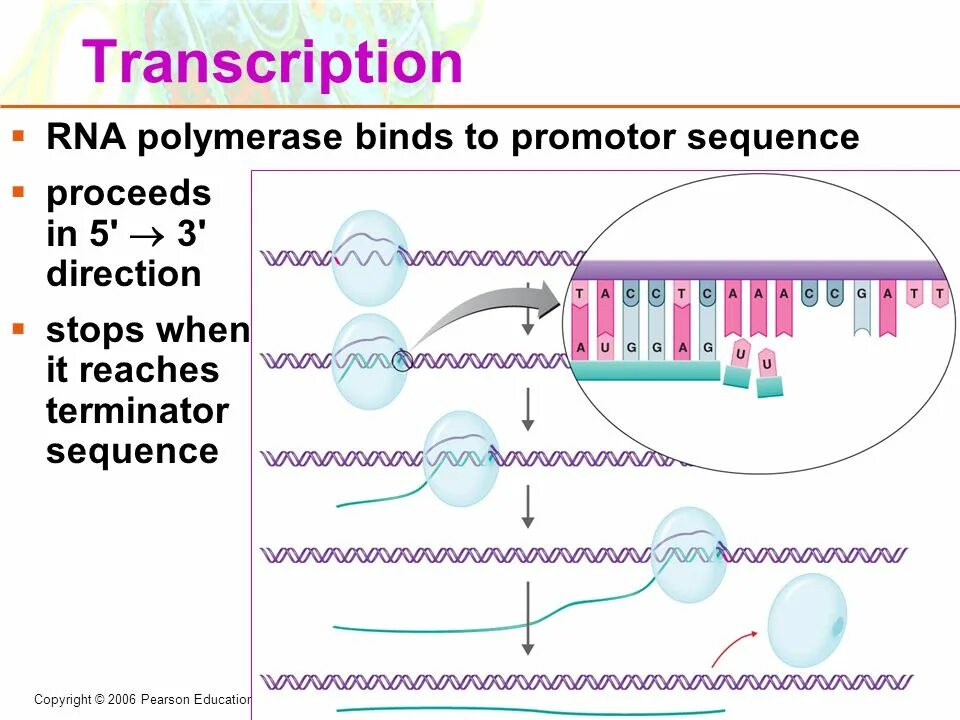 Геномные рнк. RNA Transcription. Транскрипция РНК полимераза. РНК полимераза биохимия. RNA polymerase супервитки ДНК.