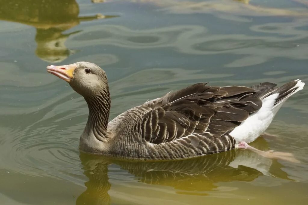 Водоплавающей птицей является