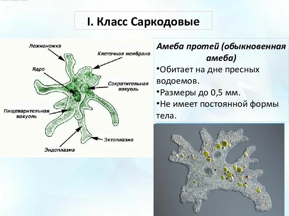 Сколько живут амебы. Циста саркодовых. пищеварительная вакуоль амебы. стигма саркодовые. тип саркодовые и жгутиконосцы 7 класс.