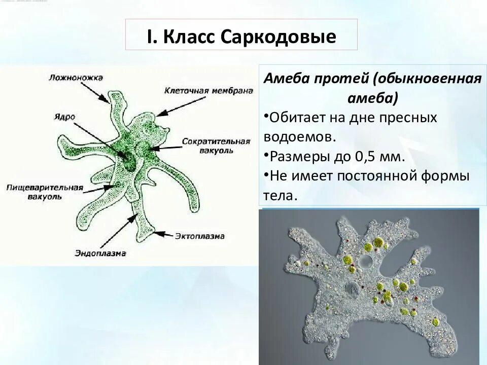 Циста саркодовых. Пищеварительная вакуоль амебы. Стигма Саркодовые. Амеба Протей микроскоп. Жизненные формы амебы