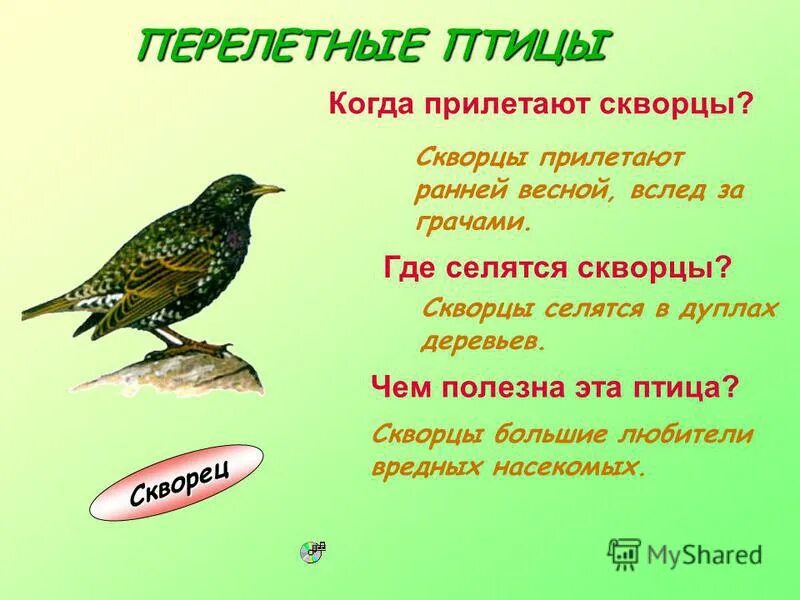 Сообщение о скворце. Скворец весны гонец. Скворцы составить предложение. Скворец предложение. Доклад о перелетных птицах.