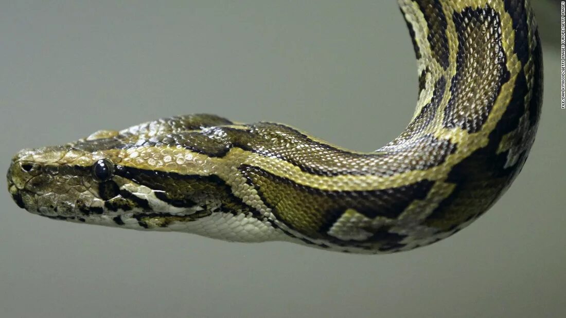 Head python