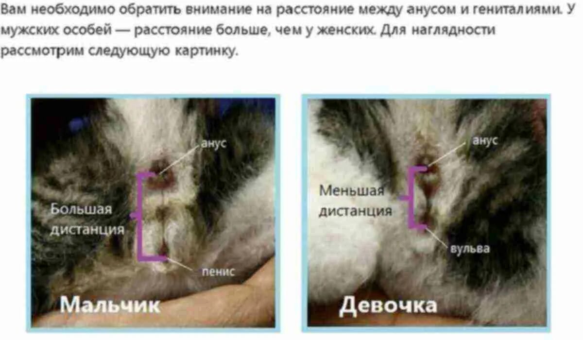 Как определить кота от кошки. Как определить кота от кошки