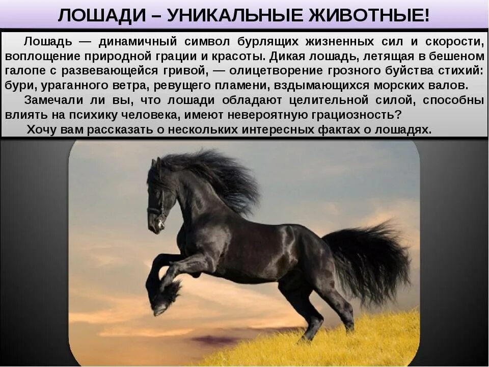 Описание лошадки. Интересное про лошадей. Факты о лошадях. Самое интересное о... лошадях. Необычные факты о лошадях.