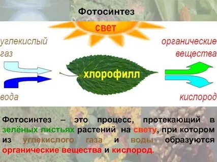 В листьях растений при фотосинтезе происходит