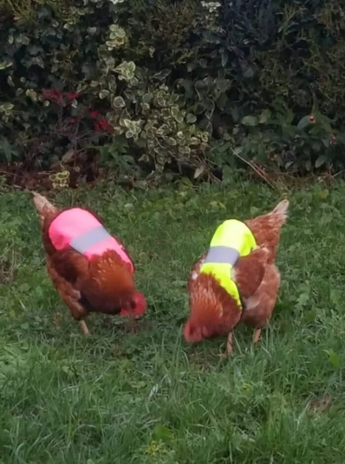 Две курочки. Курицы гуляют. Курочки гуляют. Курятник на две курицы.