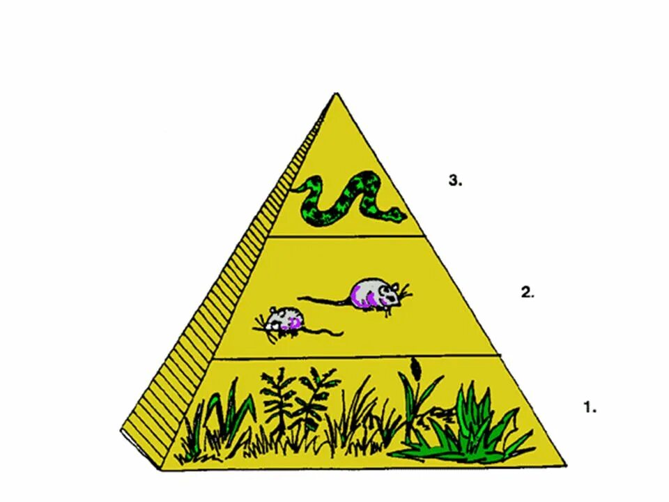 Экологическая пирамида Элтона. Пустыня экологическая пирамида. Экологическая пирамида биоценоза. Пирамида биомасс пустыни. Экологическая пирамида рисунок