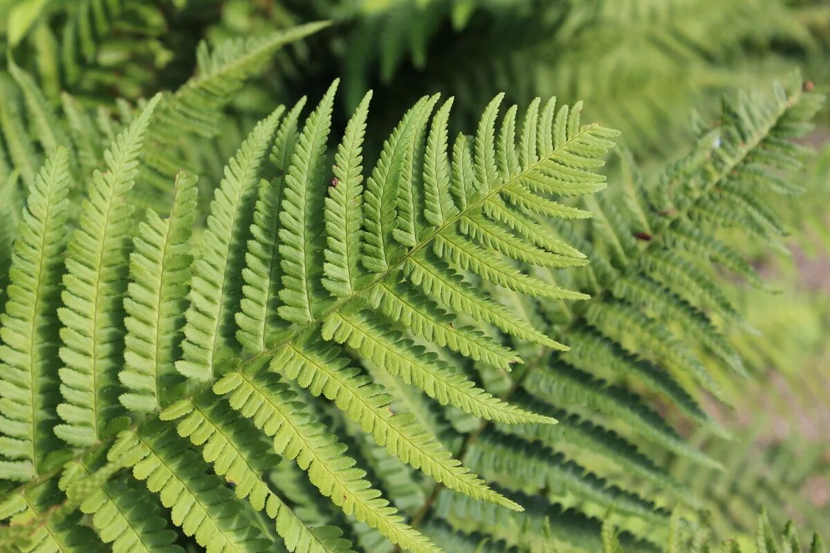 Щитовник мужской. Страусник struthiopteris. Папоротник страусник. Папоротник орляк страусник Щитовник. Страусник обыкновенный (Matteuccia struthiopteris).