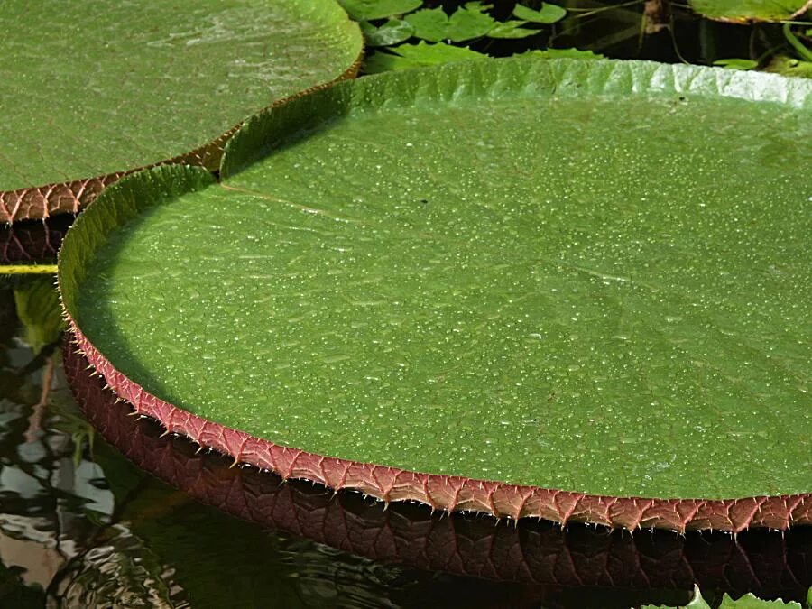 Алоказия крупнокорневищная (alocasia macrorrhiza). Самые крупные листья. Кокколоба гигантолистная. Тропические листья. Алоказия macrorrhiza.
