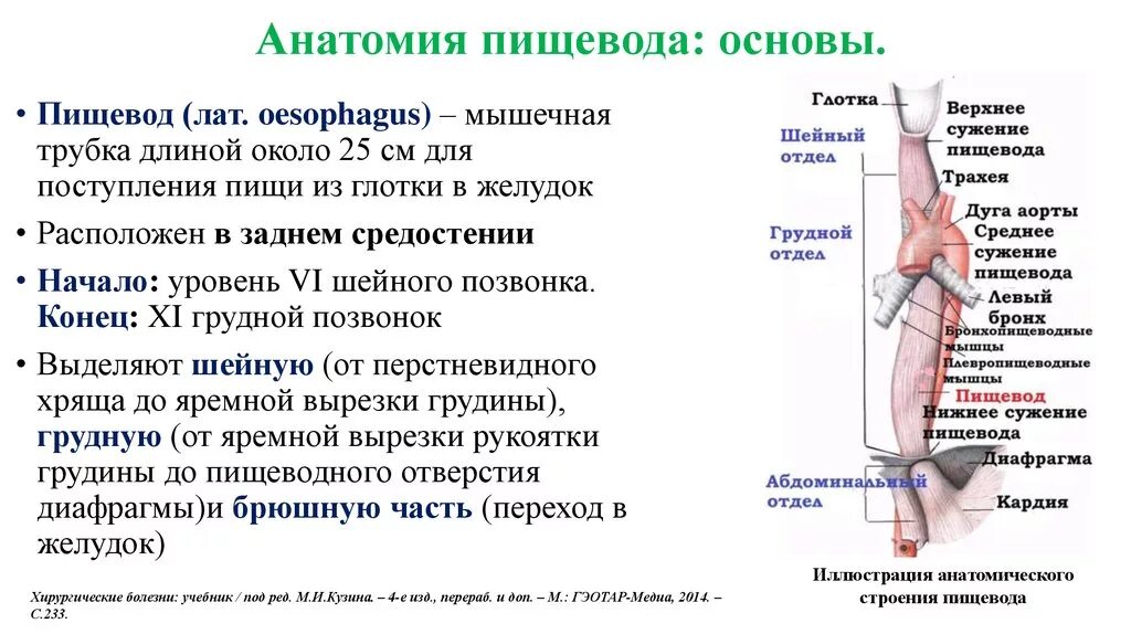 Пищевод расположен на уровне