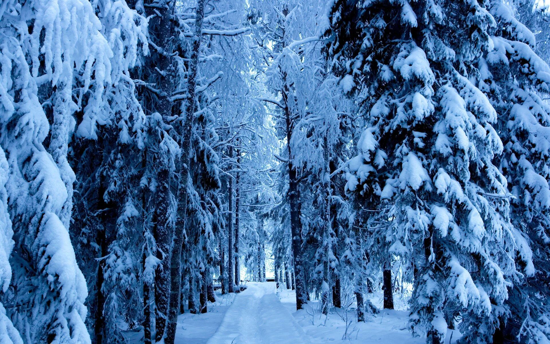 Зимний лес зимой. Зимний лес. Зимой в лесу. Снежный лес. Лес в снегу.