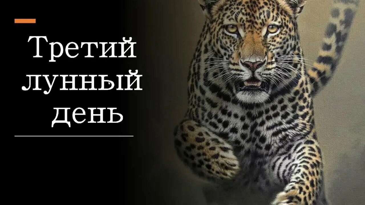 Третий лунный день. 3 Лунный день леопард. 3 Лунный день характеристика. Лунные сутки леопард.