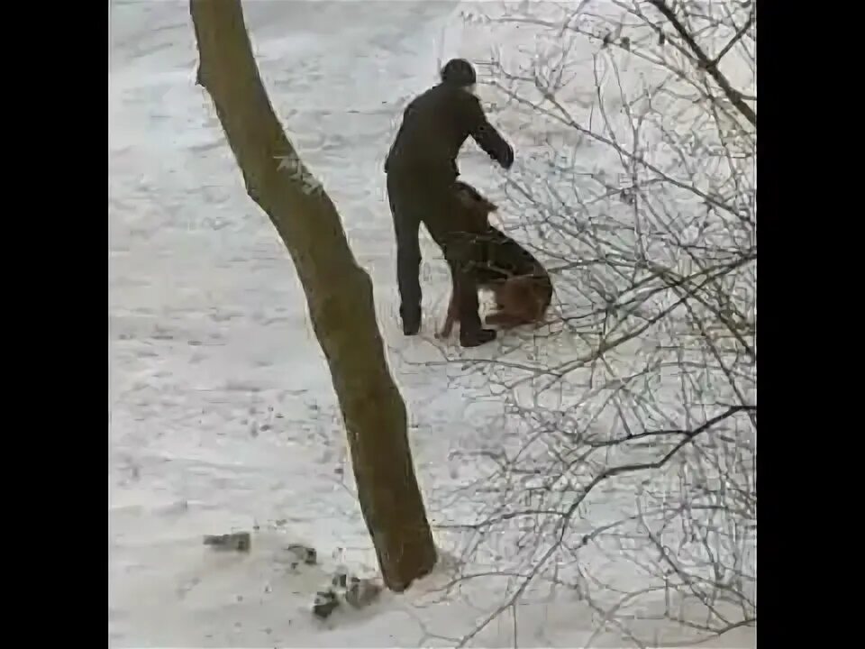 Нападение на человека. Человек нападает на человека. Барсуки нападают на людей. Проблемы браконьерства нападение на людей. Напала на человека чёрт.