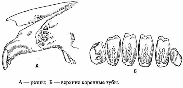 Особенности зубной системы грызунов. Строение челюсти и зубов кролика. Ротовая полость кролика строение. Строение зубов кролика декоративного.