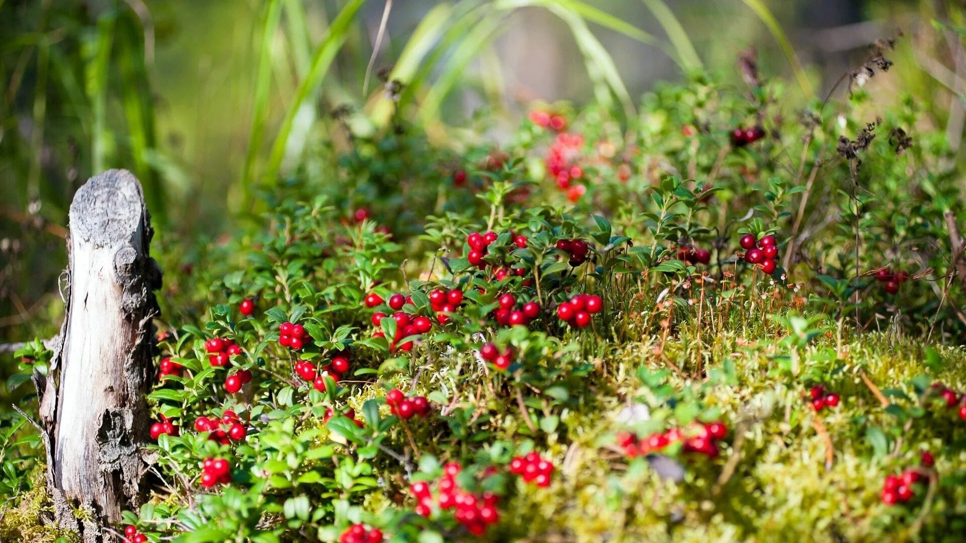 Красника клоповка. Красника клоповка. Как растет брусника в природе. Брусника в якутии. Как растет брусника в природе.