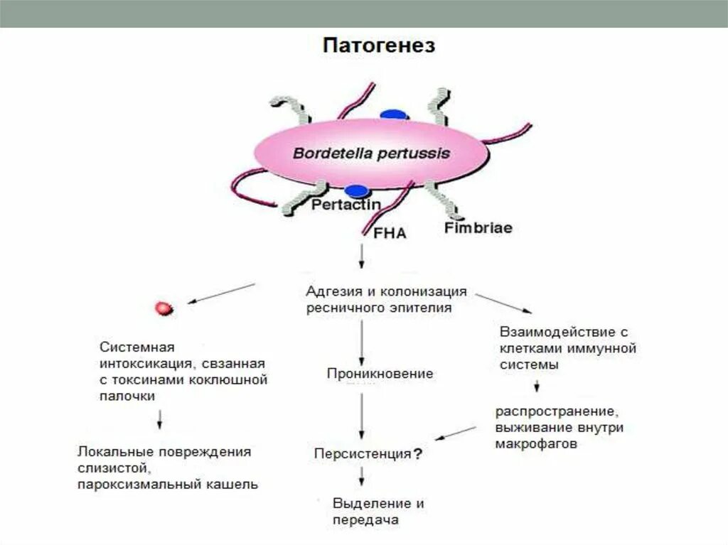 Бордетелла пертуссис патогенез. Патогенез.бордетеллы коклюша. Патогенез коклюша схема. Bordetella pertussis патогенез.