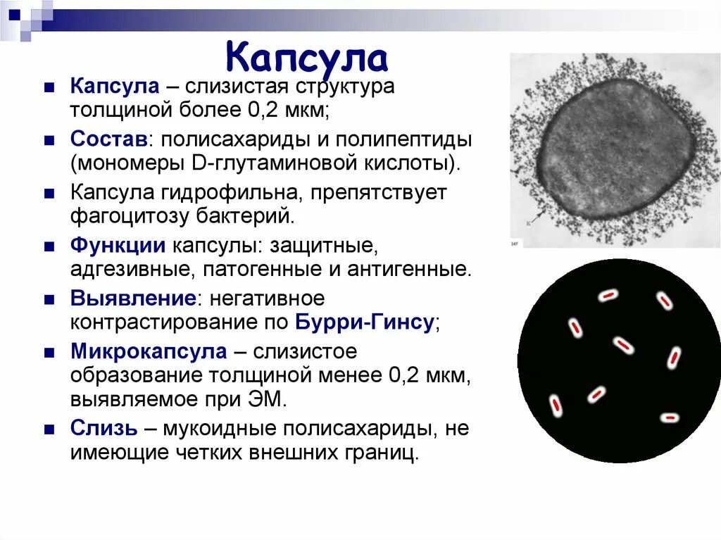 Какую функцию выполняют споры у бактерий 5. Споры и капсулы микроорганизмов методы их окраски. капсульные бактерии метод окраски. капсула клетки бактерии. споры и капсулы бактерий.