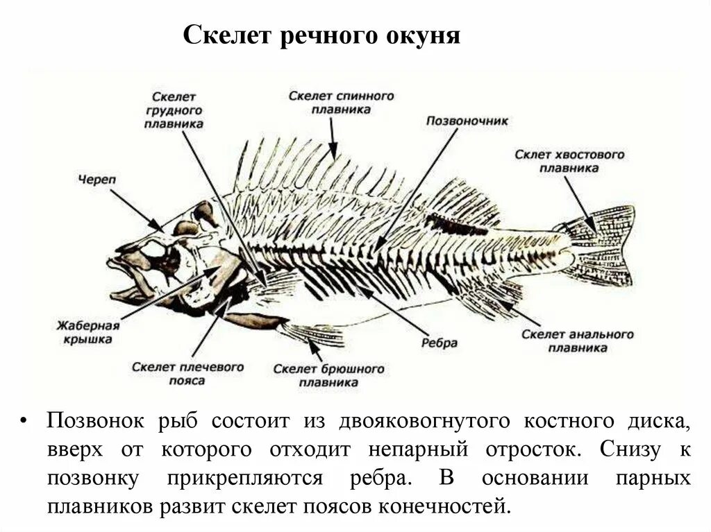 Какие плавники рыбы парные какие непарные. Скелет речного окуня биология 7 класс. Строение скелета речного окуня. Строение скелета окуня. Надкласс рыбы скелет рыбы.