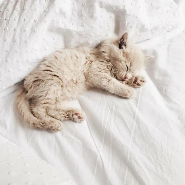 Пушистые котята спят. Спящий котенок. Спящие пушистые котята. Спящий пушистый кот.