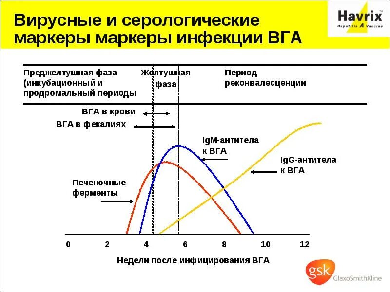 Маркер инфекции. Маркеры инфекций. сереологические маркероинфекцый. серологические маркеры инфекционных заболеваний. продромальный период гепатита в маркеры.