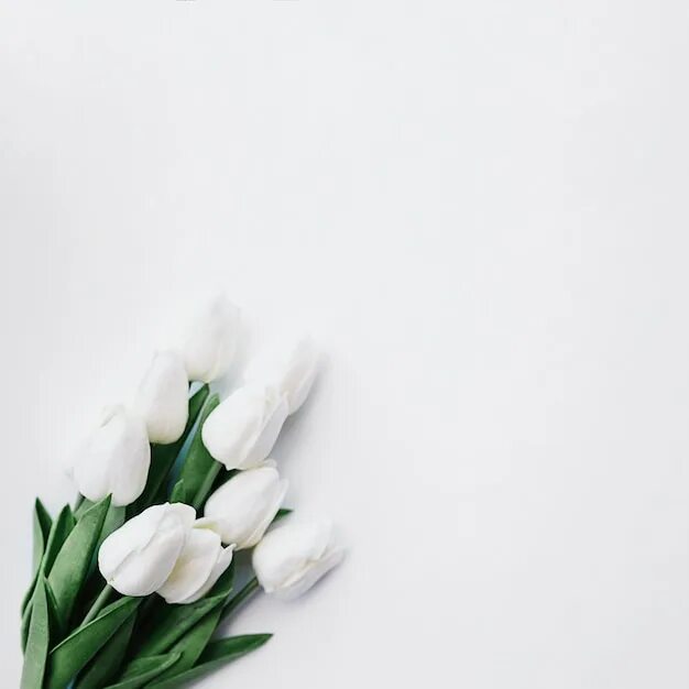 Тюльпаны минимализм. Белые тюльпаны. Тюльпаны на белом фоне. Цветы тюльпаны белые.