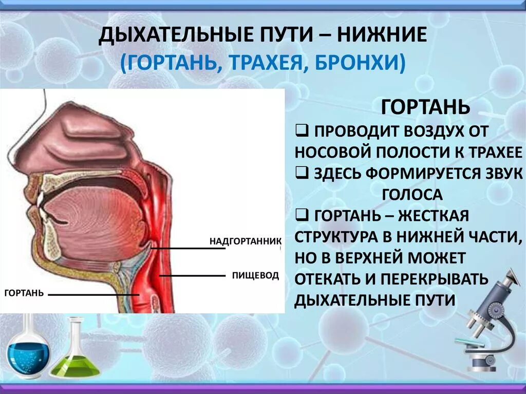 Гортань и трахея расположение. Дыхательные пути в гортани. Глотка трахея пищевод