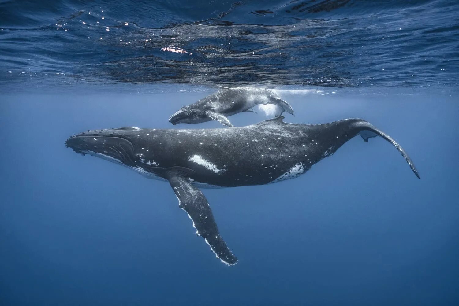 Китообразные горбатый кит. Горбач горбатый кит. Горбач (Megaptera novaeangliae. Горбатые киты Тонга. Ласты китообразных