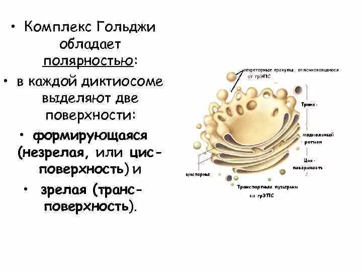Диктиосома является структурной частью. Диктиосома является структурной частью
