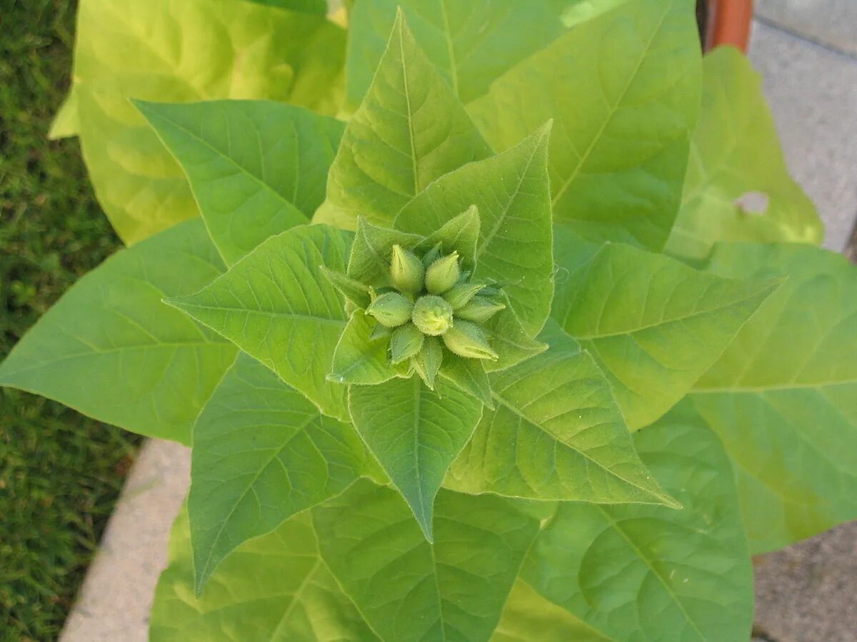 Растение Nicotiana tabacum. Табак махорка (Nicotiana Rustica l.). Махорка растение. 1. Табак душистый - Nicotiana tabacum.