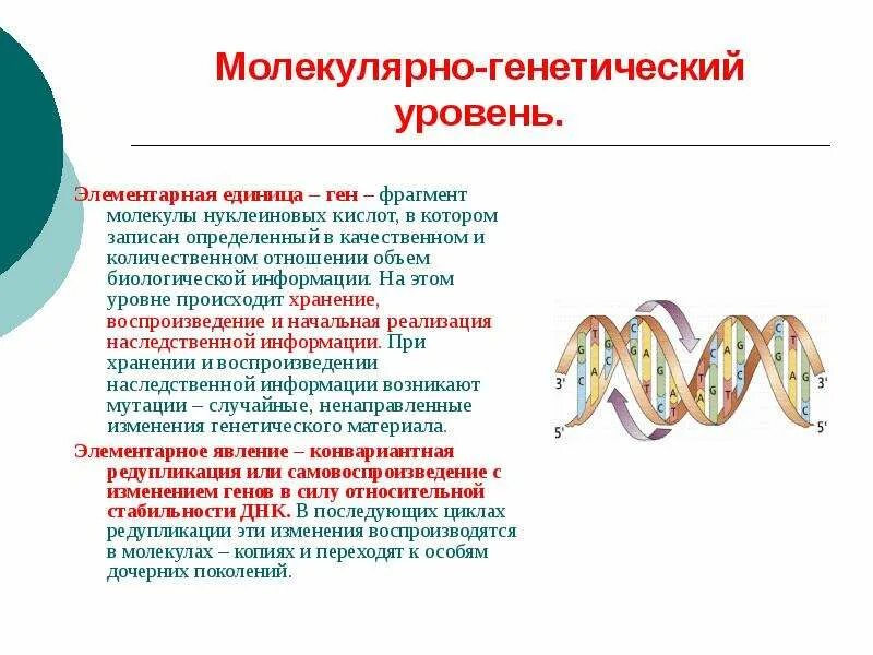 Ген это фрагмент молекулы. Элементарная единица молекулярно-генетического уровня. Молекулярно-генетический уровень. Характеристика молекулярно генетического уровня. Генетика на молекулярном уровне.
