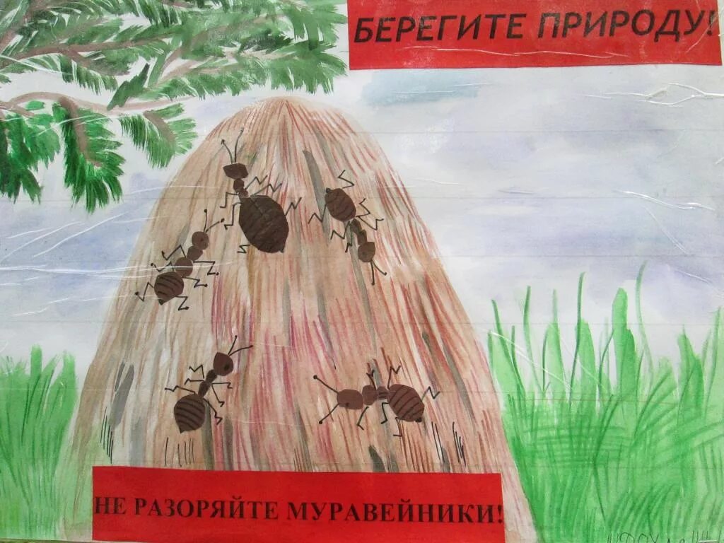 Муравейник конкурс. Не разоряй муравейники. экологические знаки не разоряй муравейники. разоренный муравейник. берегите муравейник.