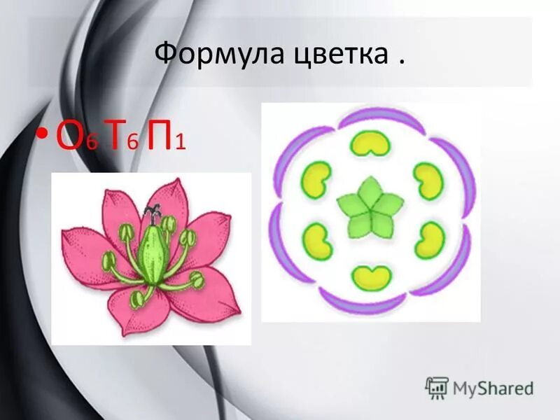 Какая формула цветка лилейных