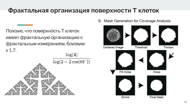 Фрактальную структуру имеет растение