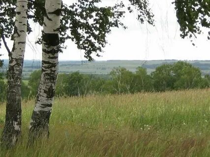 На опушке леса стояла одинокая береза