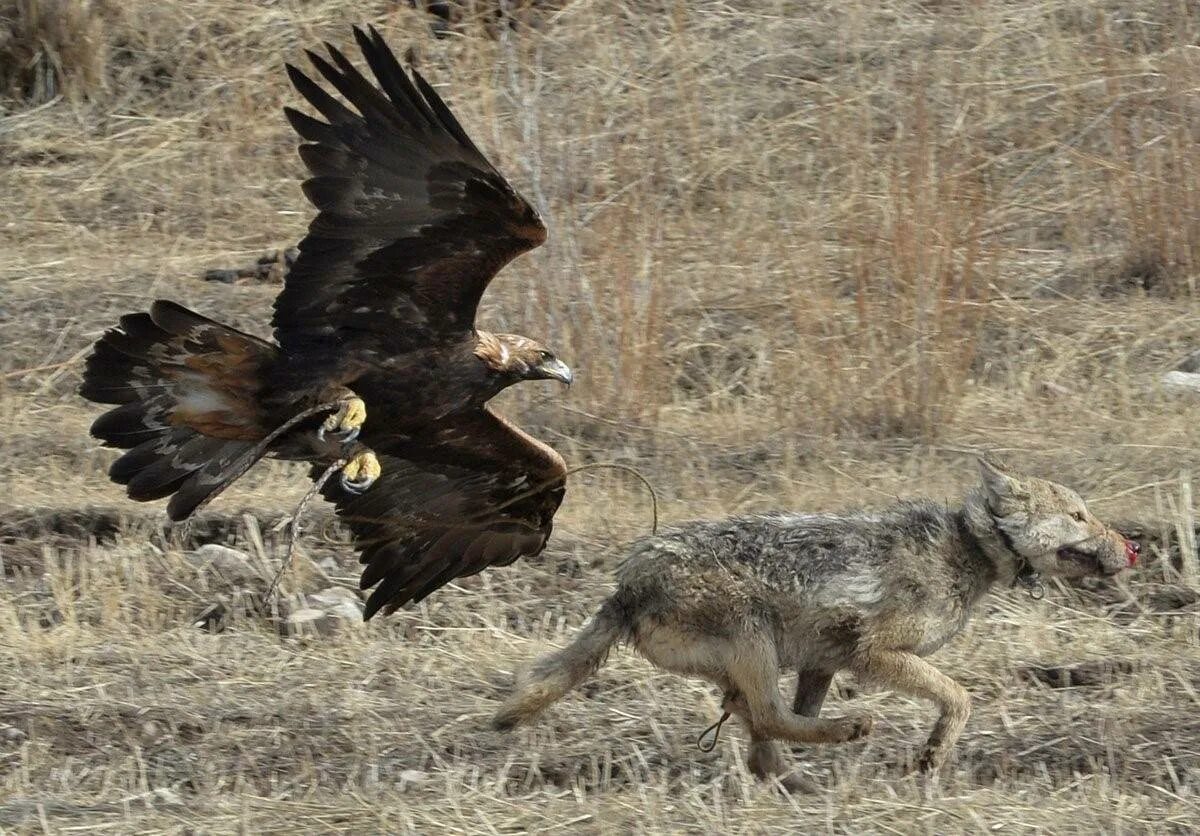 Хищные птицы на охоте. Сокол сапсан на охоте. Охота птиц на животных. Орел беркут. Охота птиц на животных.