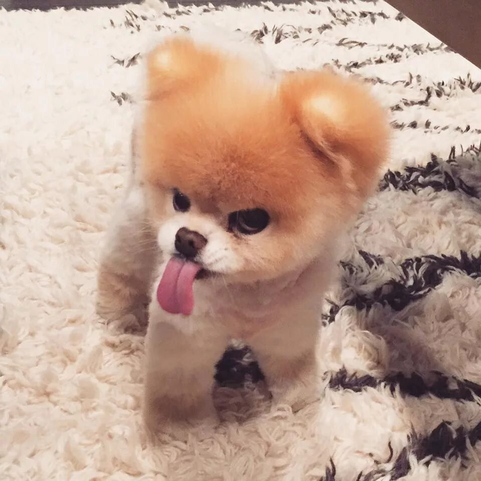 Самые милые и послушные породы собак. Померанский шпиц jiffpom. Микро шпиц померанский медвежьего типа. Померанский шпиц boo. Померанский шпиц боо.