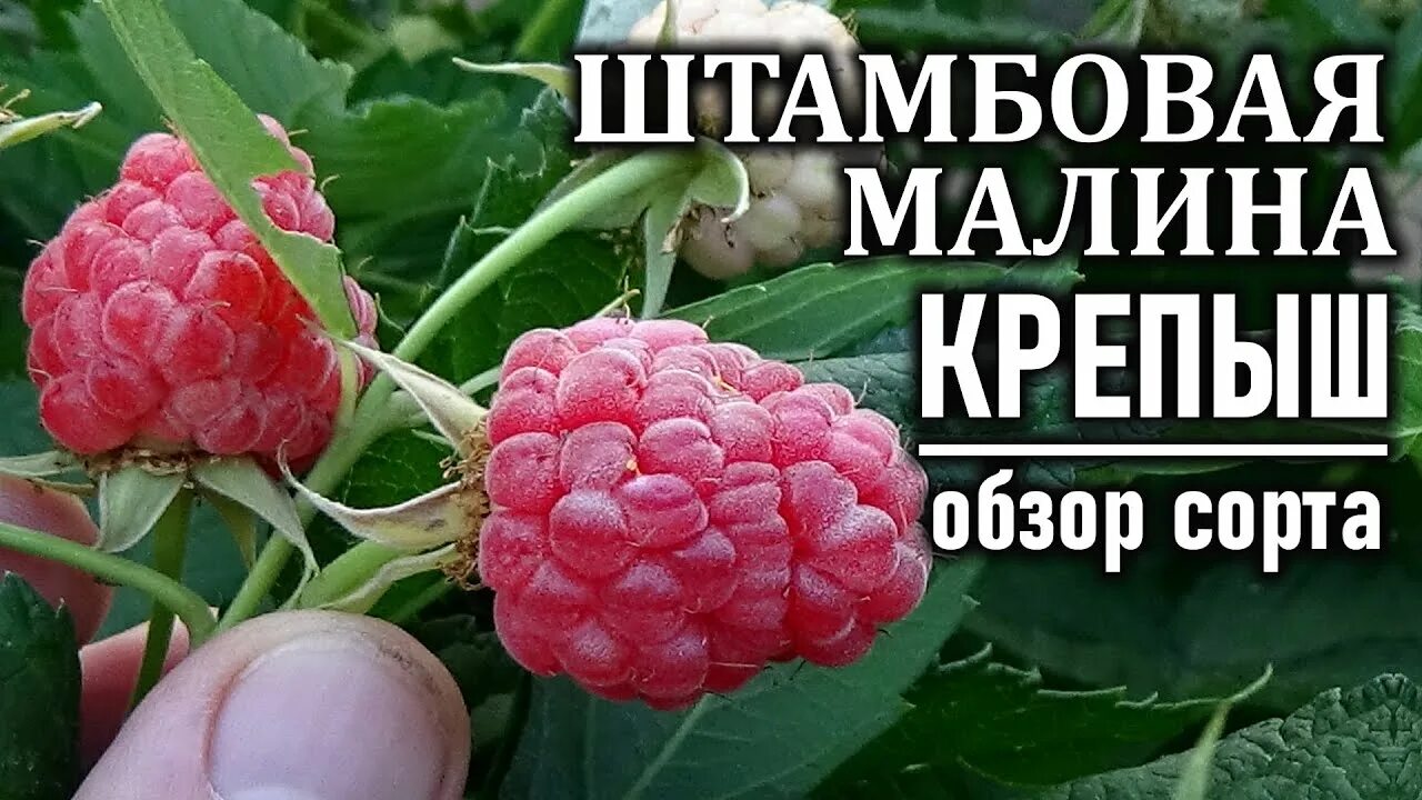 Сорта штамбовой малины. Штамбовая малина Крепыш. Малина Крепыш малиновое дерево. Штамбовая малина (малиновое дерево). Малиновое дерево сорт Крепыш.