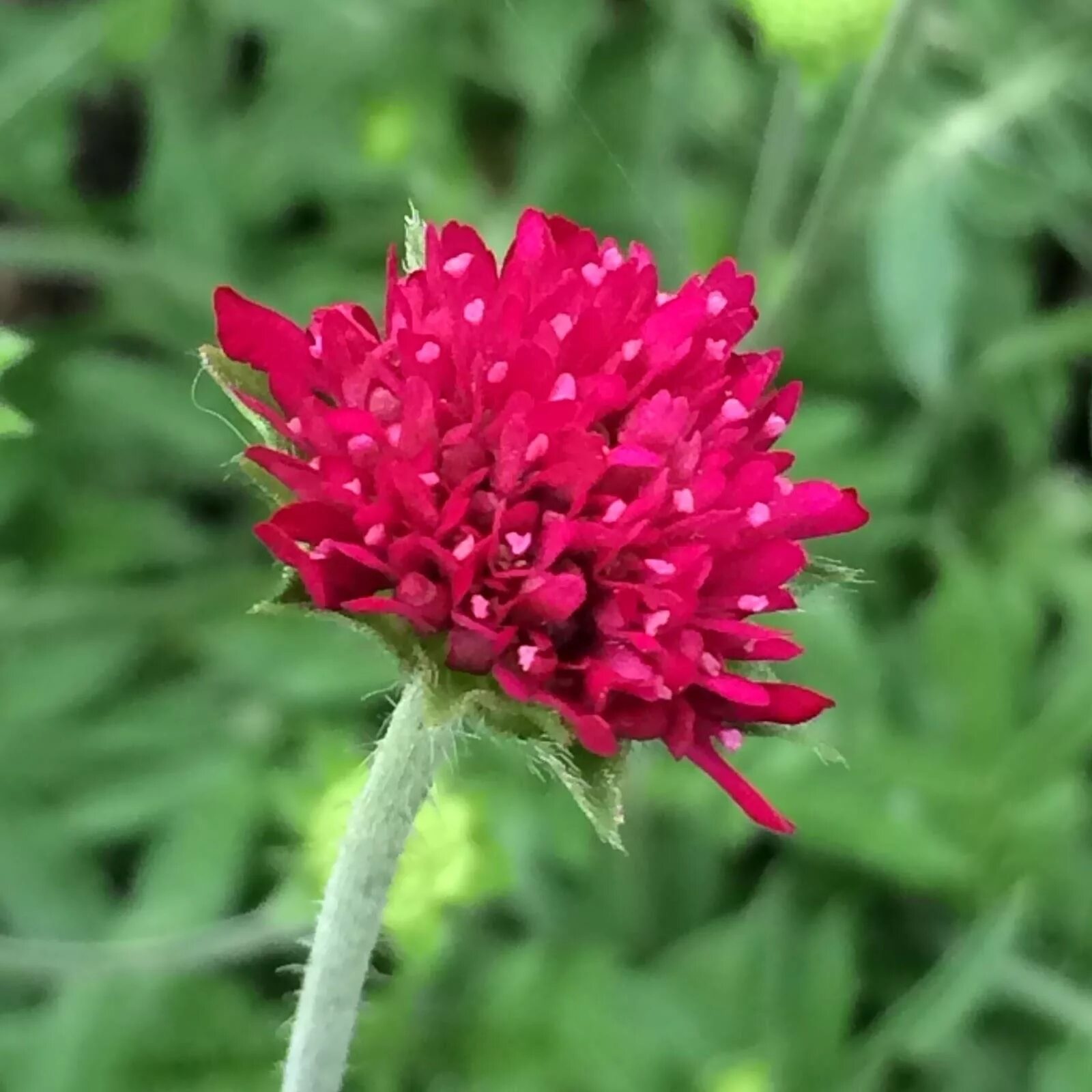 Короставник фото. Короставник Македонский (Knautia Macedonica). Короставник Македонский Марс Миджет. Короставник полевой. Короставник Луговой.