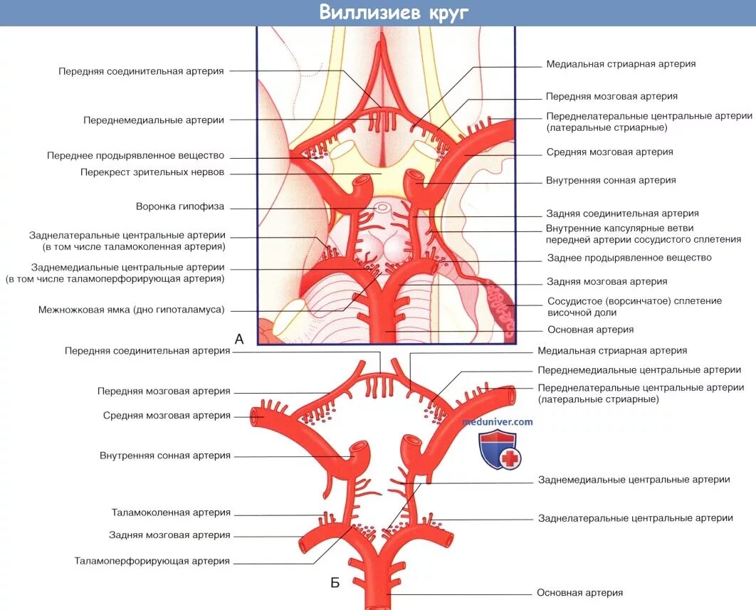 Артерии круг головного мозга. Кровоснабжение головного мозга схема Виллизиев круг. Кровообращение мозга. Виллизиев круг.. Артериальный круг большого мозга Виллизиев круг. Сосуды образующие Виллизиев круг.