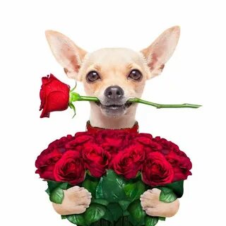 С днем рождения женщине с животными
