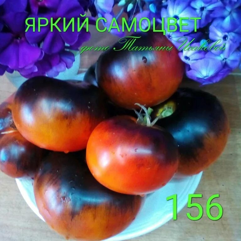 Дафна сорт томата. Томат рая. Томат рая описание. Помидоры сорт малиновый рай. Сорт помидор березинский.